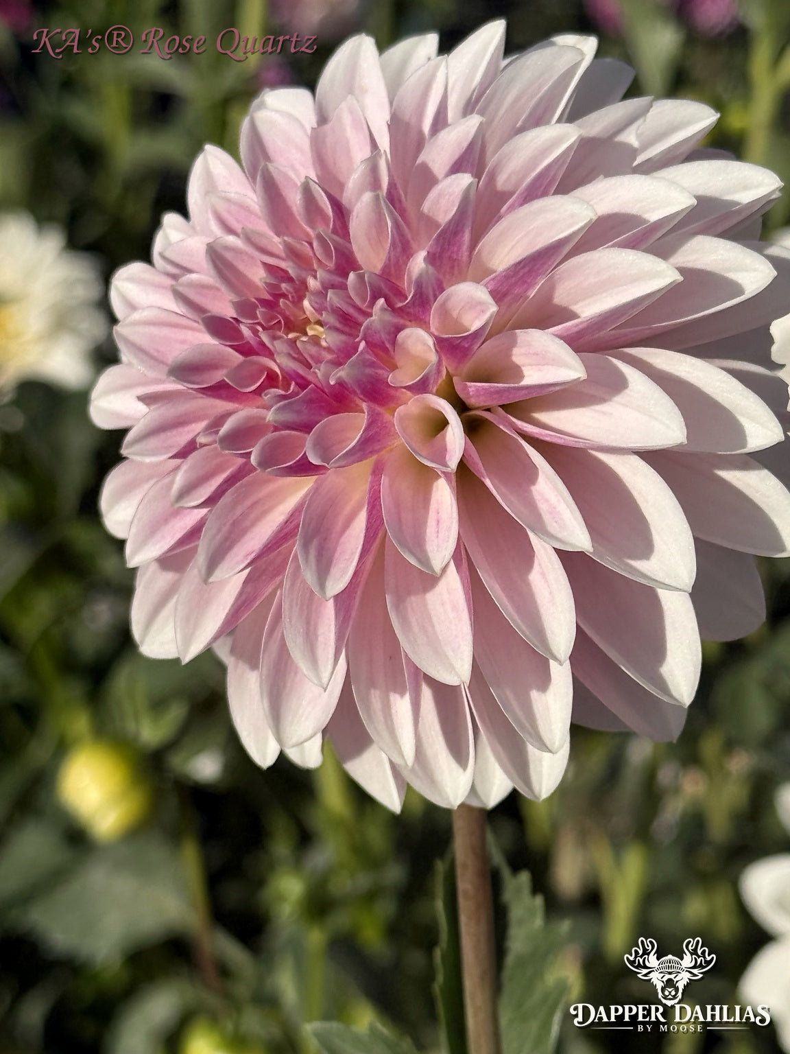 KA's® Rose Quartz