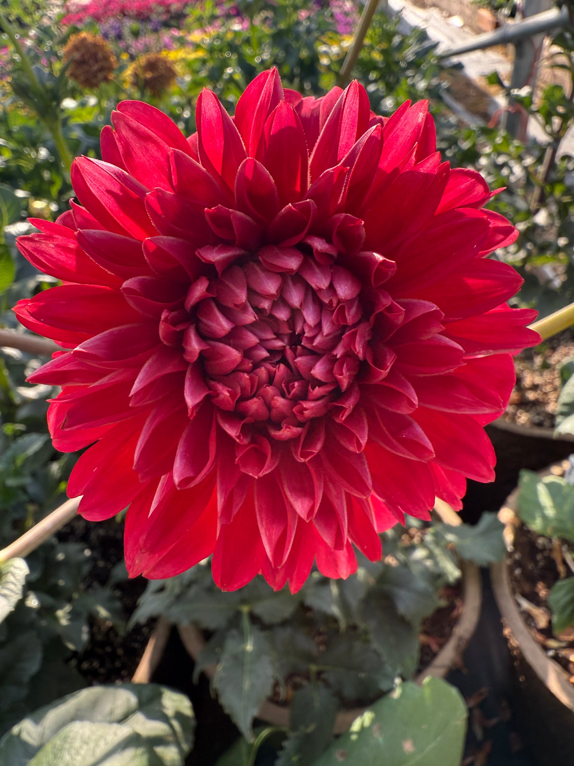 Lee's Elmo Dahlia