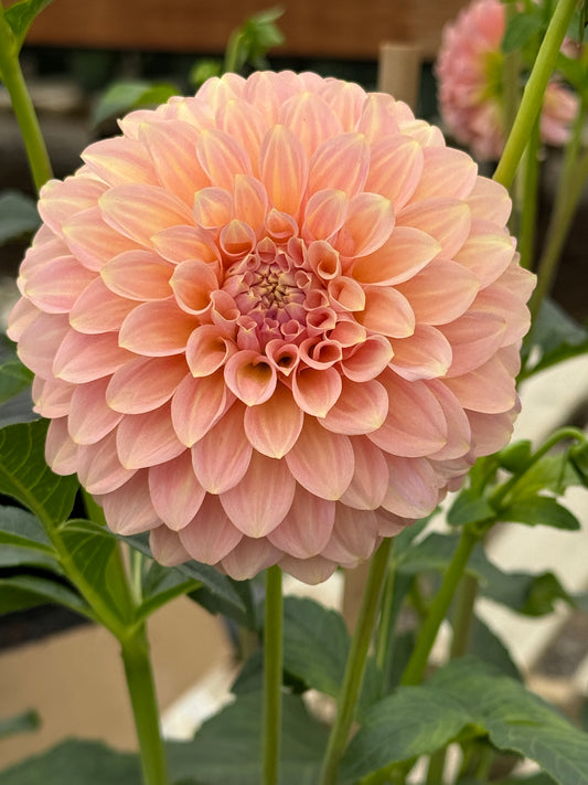 Coorabell Jessie Dahlia