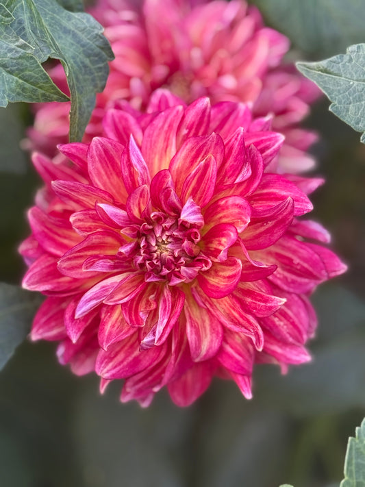 Lee's Scarlet Macaw Dahlia
