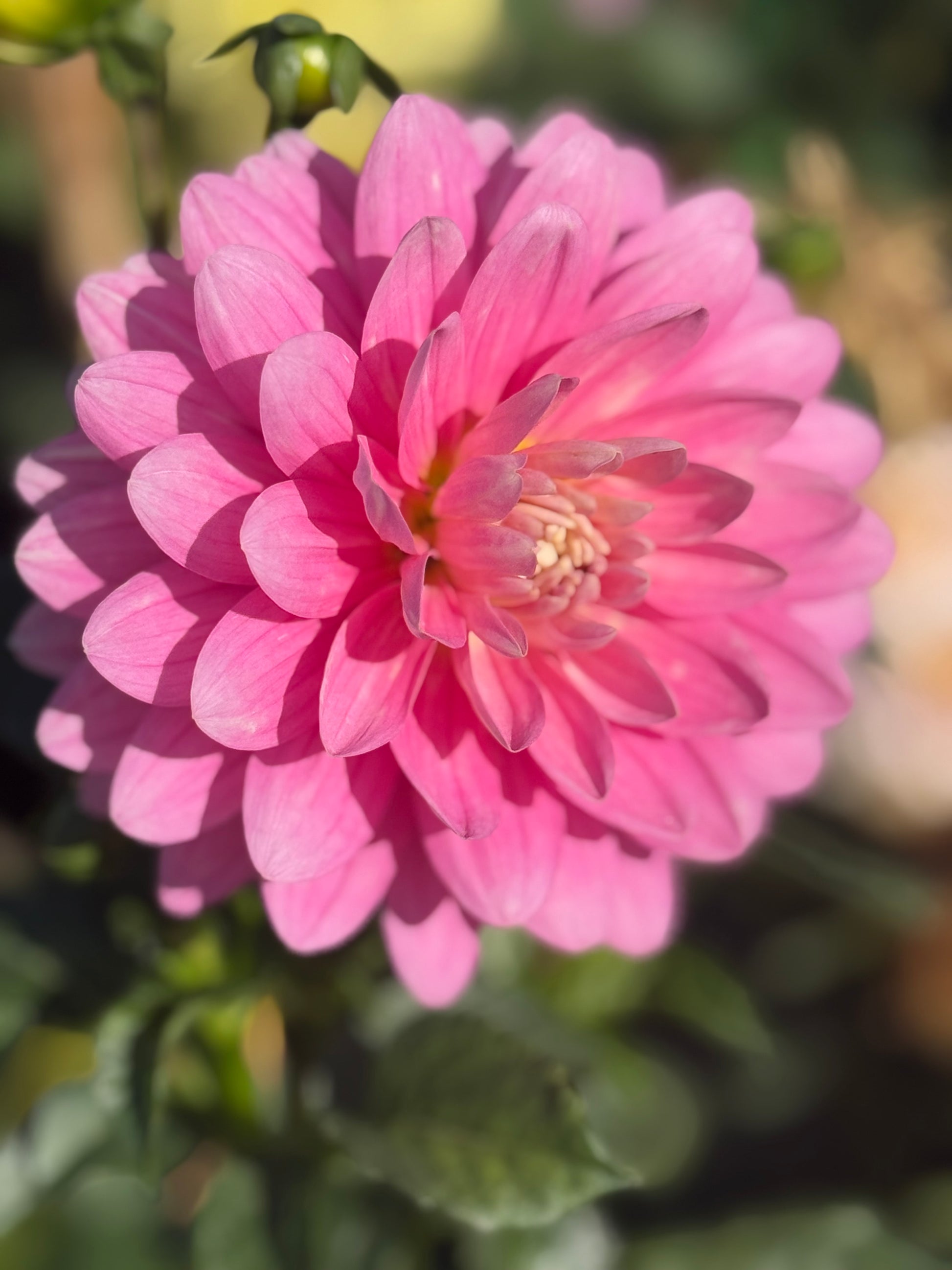 Hollyhill Pink Parfait Dahlia