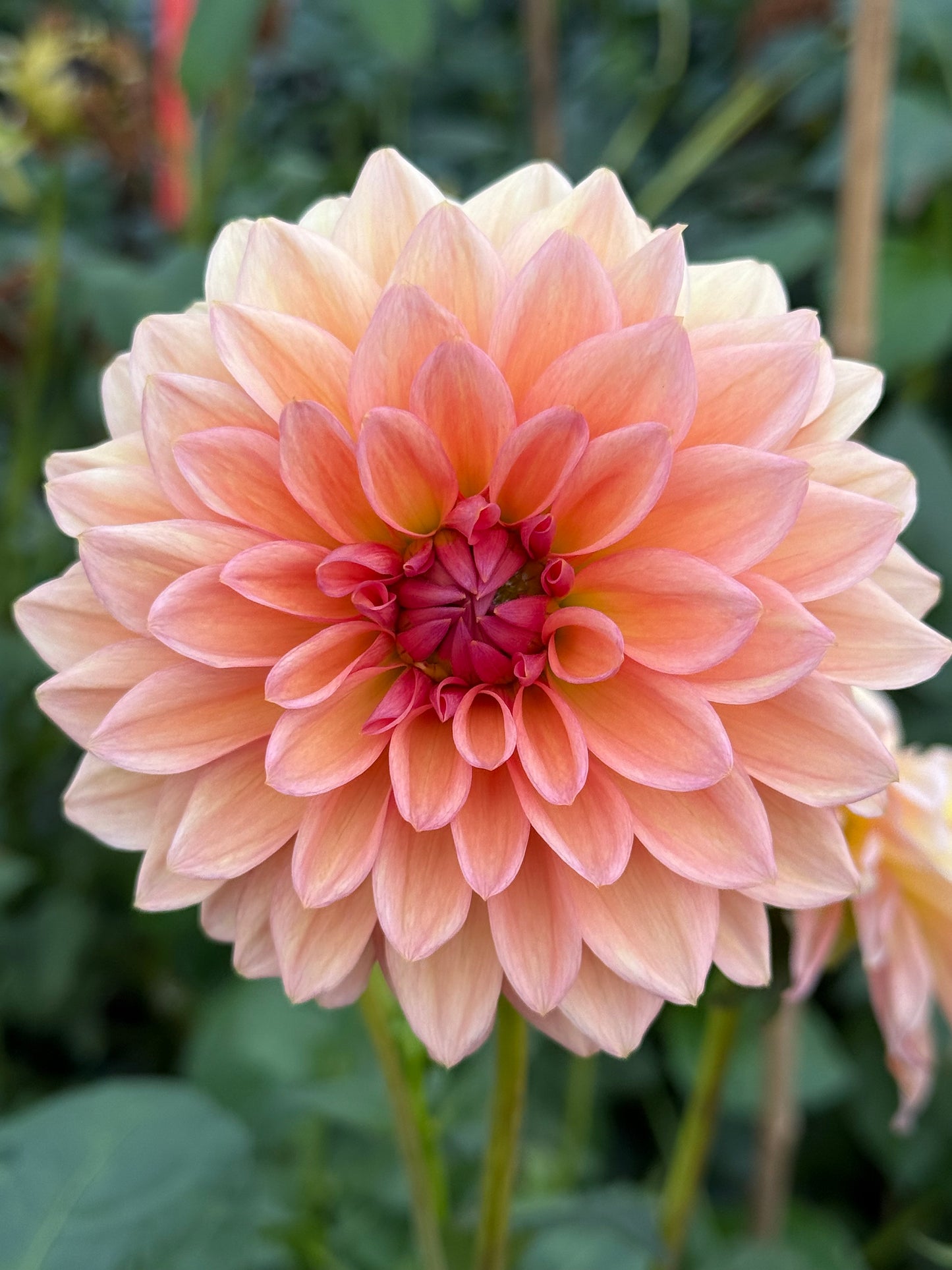 Echo Jose Rooted Cuttings