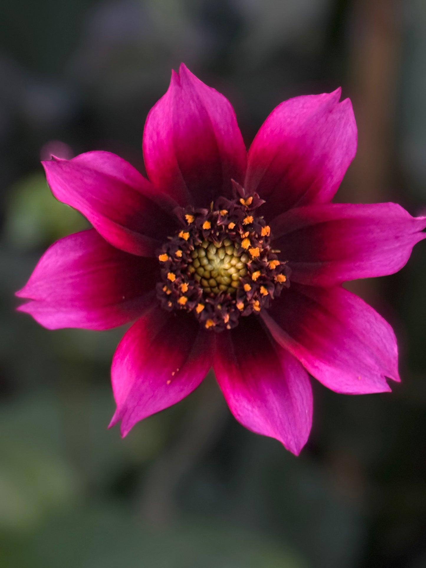 Bloomquist Accolade Dahlia