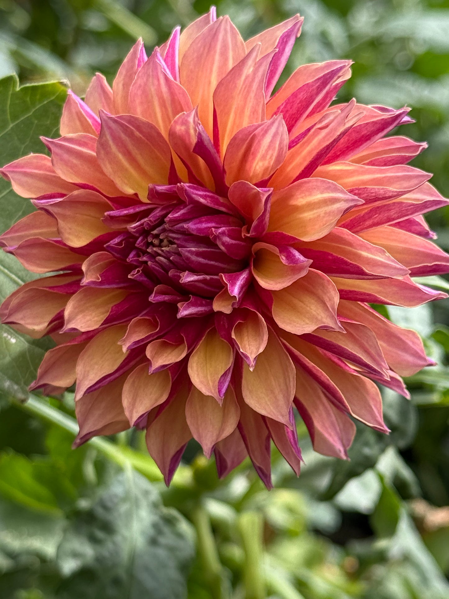 River's Elizabeth Dahlia