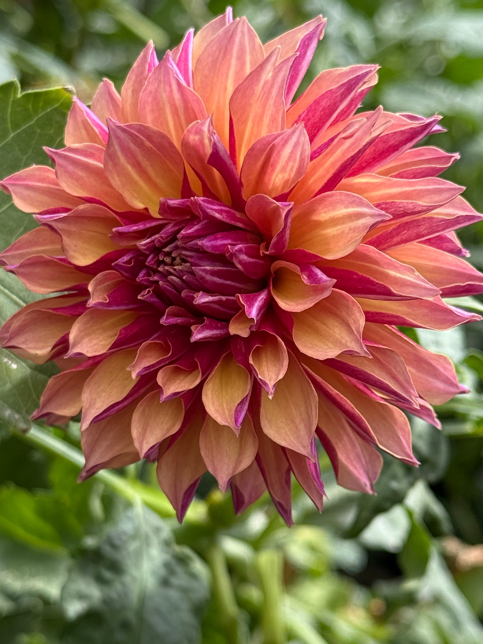 River's Elizabeth Dahlia