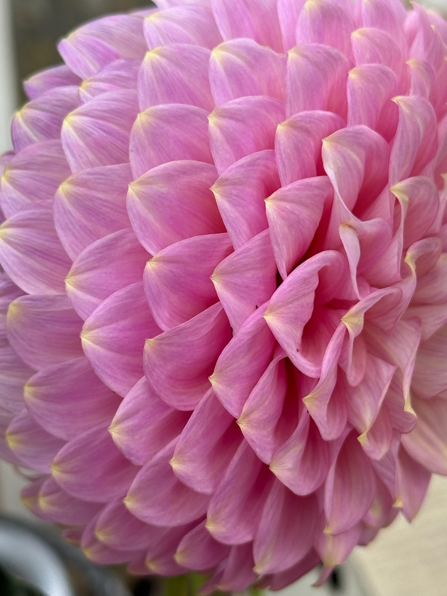 Florelie Oracle Rooted Cuttings