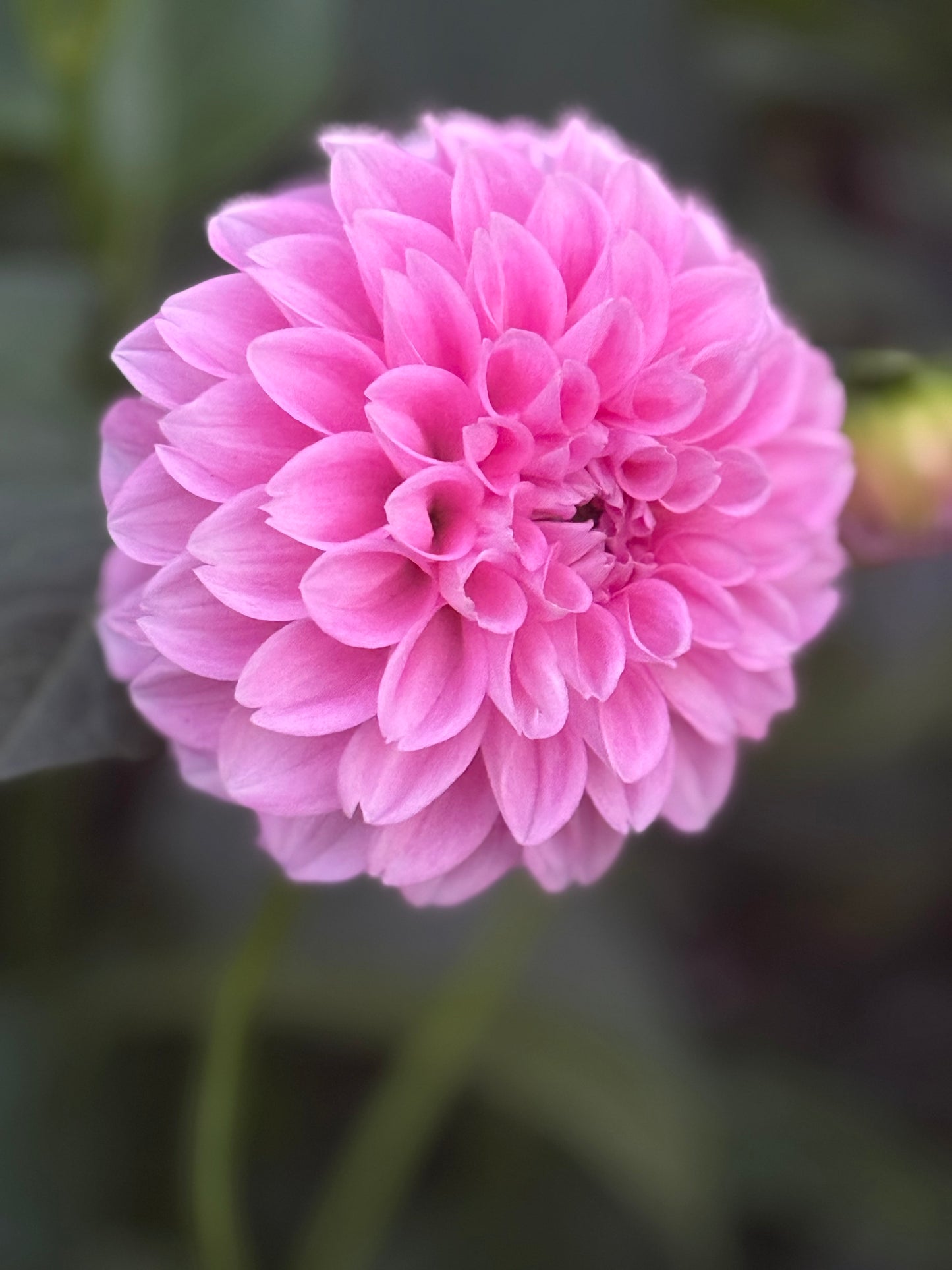 Marshmallow Baby Dahlia