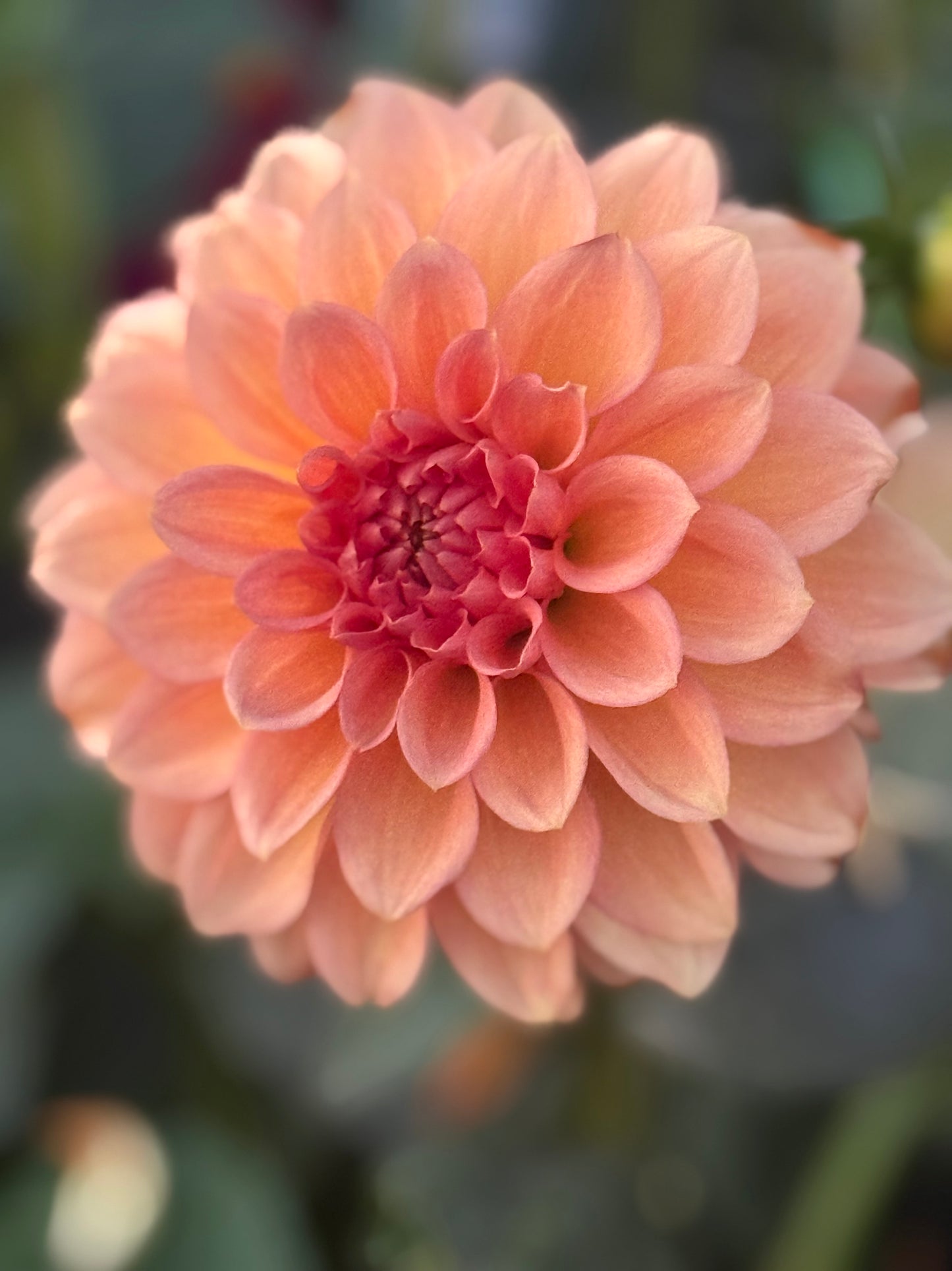 KA’s Sunny Cove Dahlia