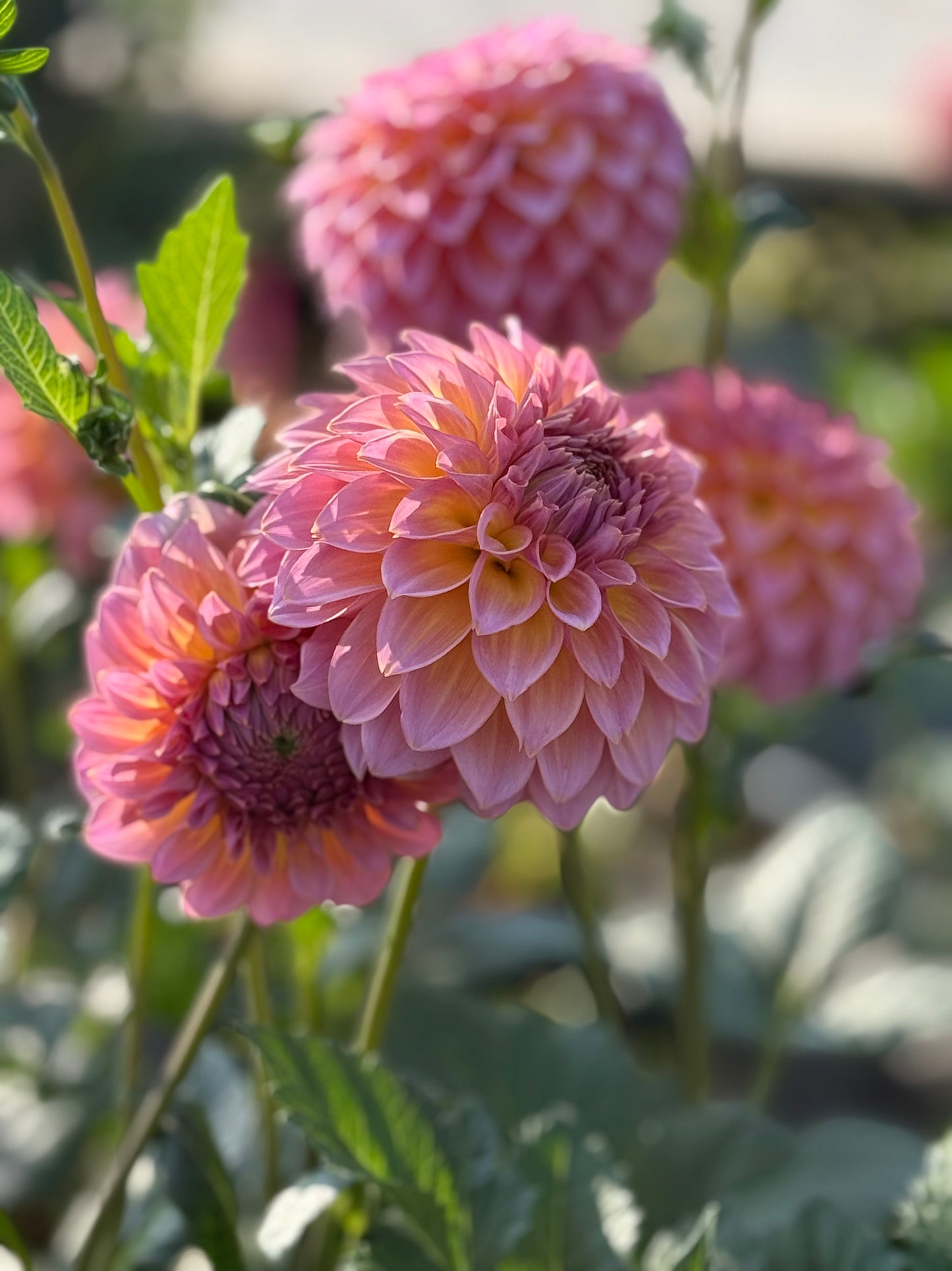Bloomquist Dave Dahlia