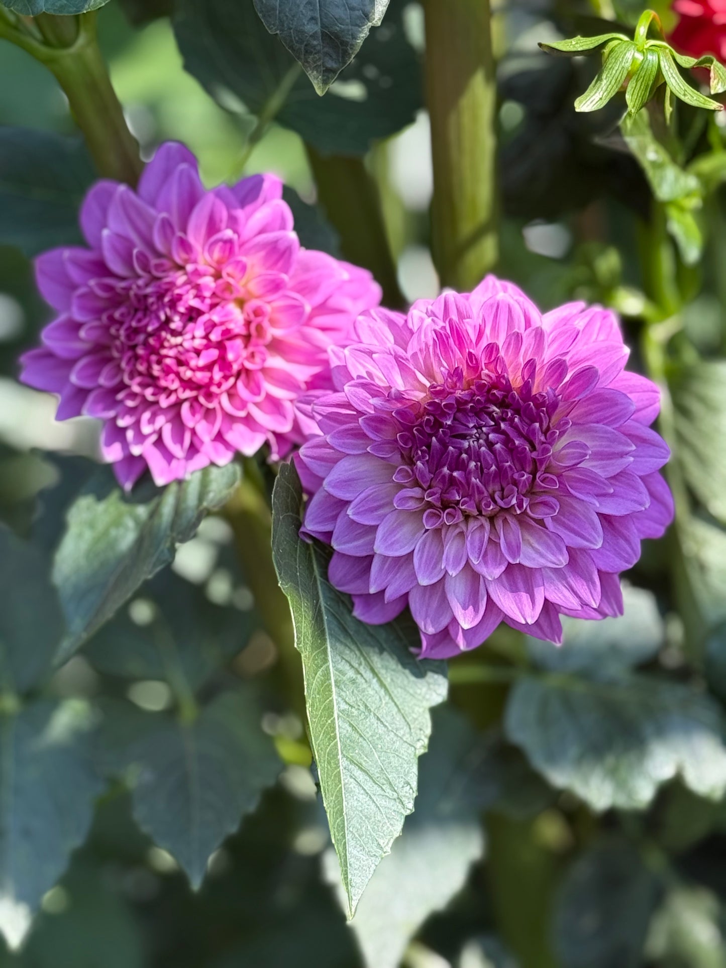 Bloomquist Clear Delight Dahlia
