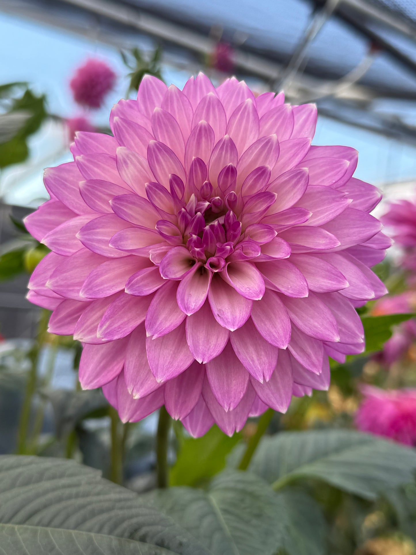 Bloomquist Clear Delight