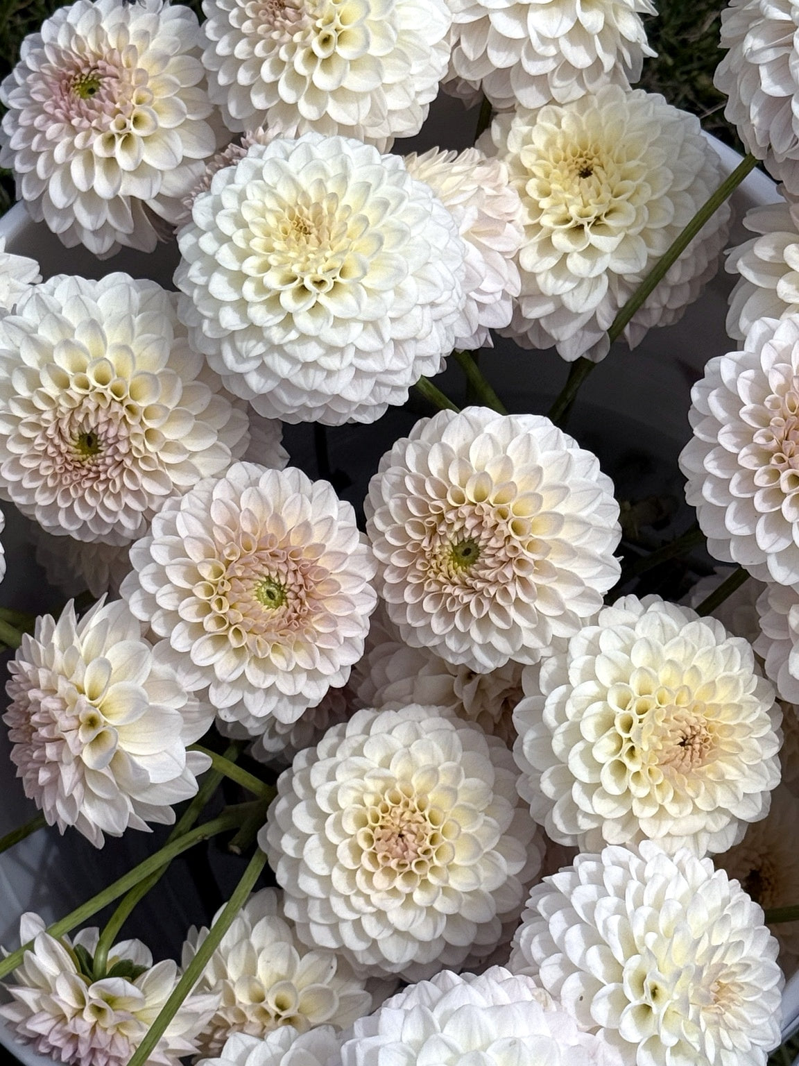 Eden Alice miniature formal decorative dahlia blooming in the garden