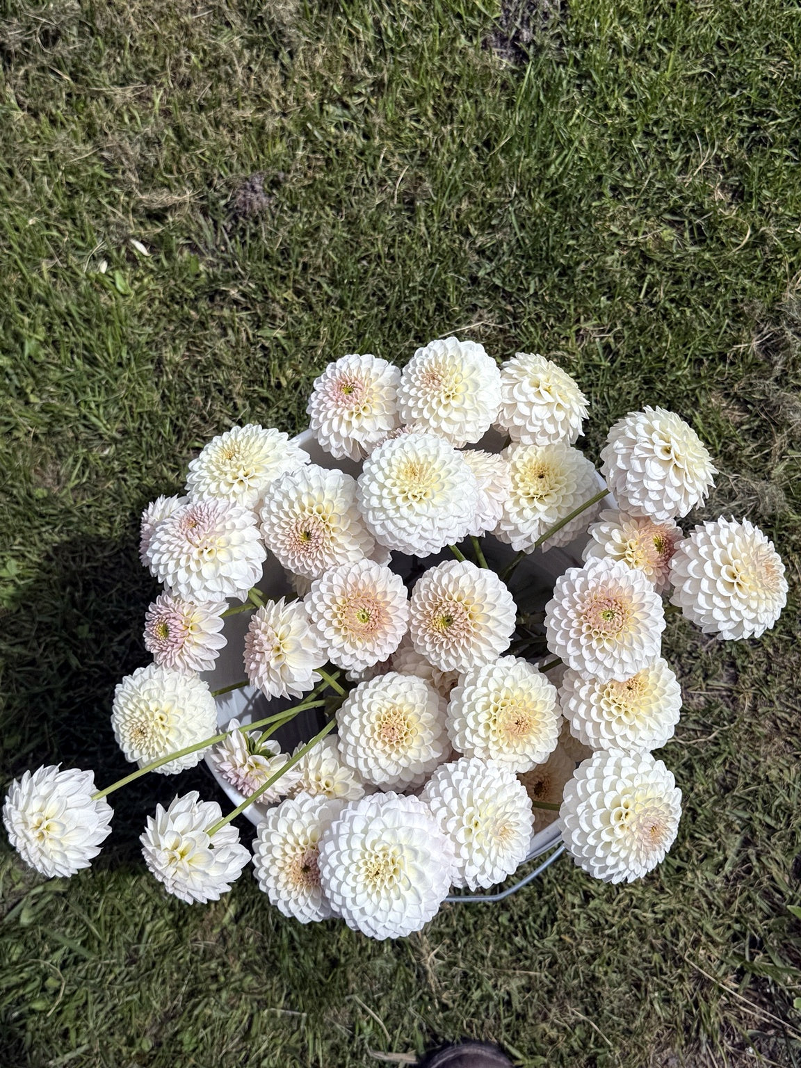 Award-winning Eden Alice dahlia with crisp white petals in a bucket just harvest from Dapper Dahlias by Moose