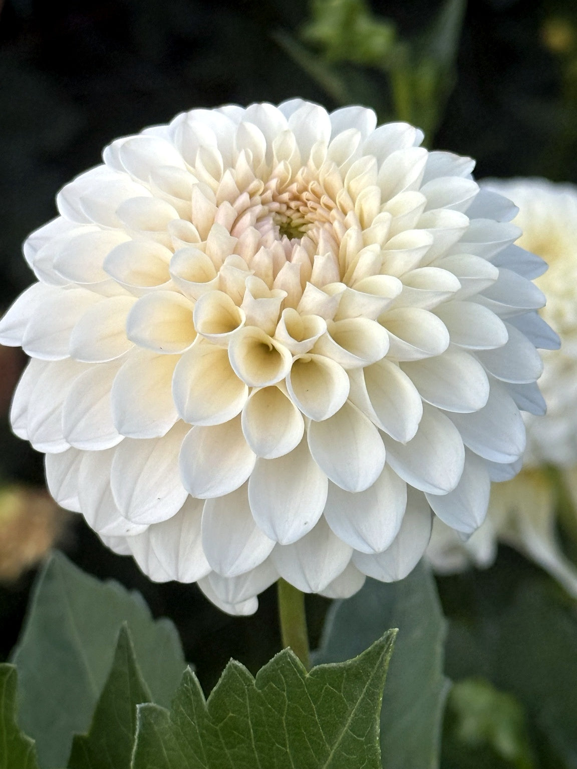 Eden Alice dahlia flower showing formal decorative petal structure