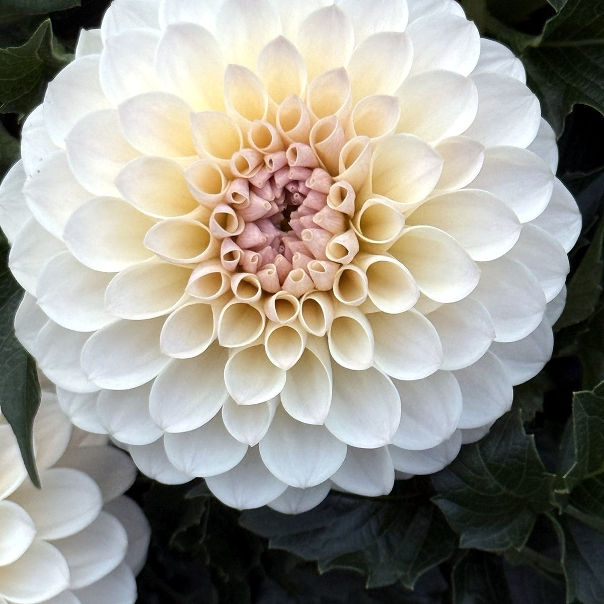 Close-up of Eden Alice dahlia showing symmetrical white petals