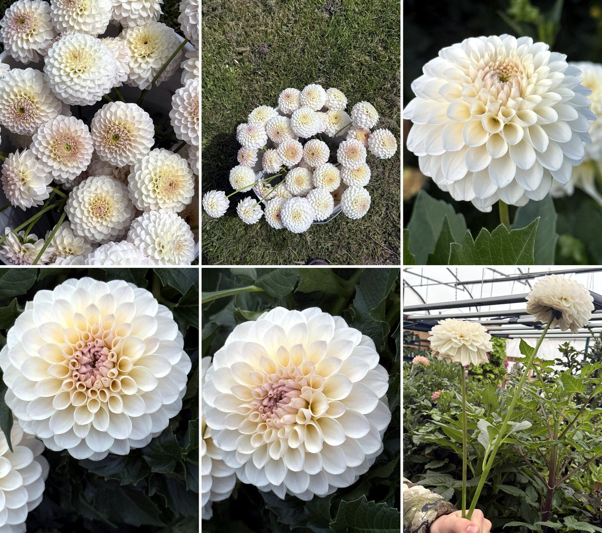 Eden Alice Dahlia Collage of beautiful blooms and long stems