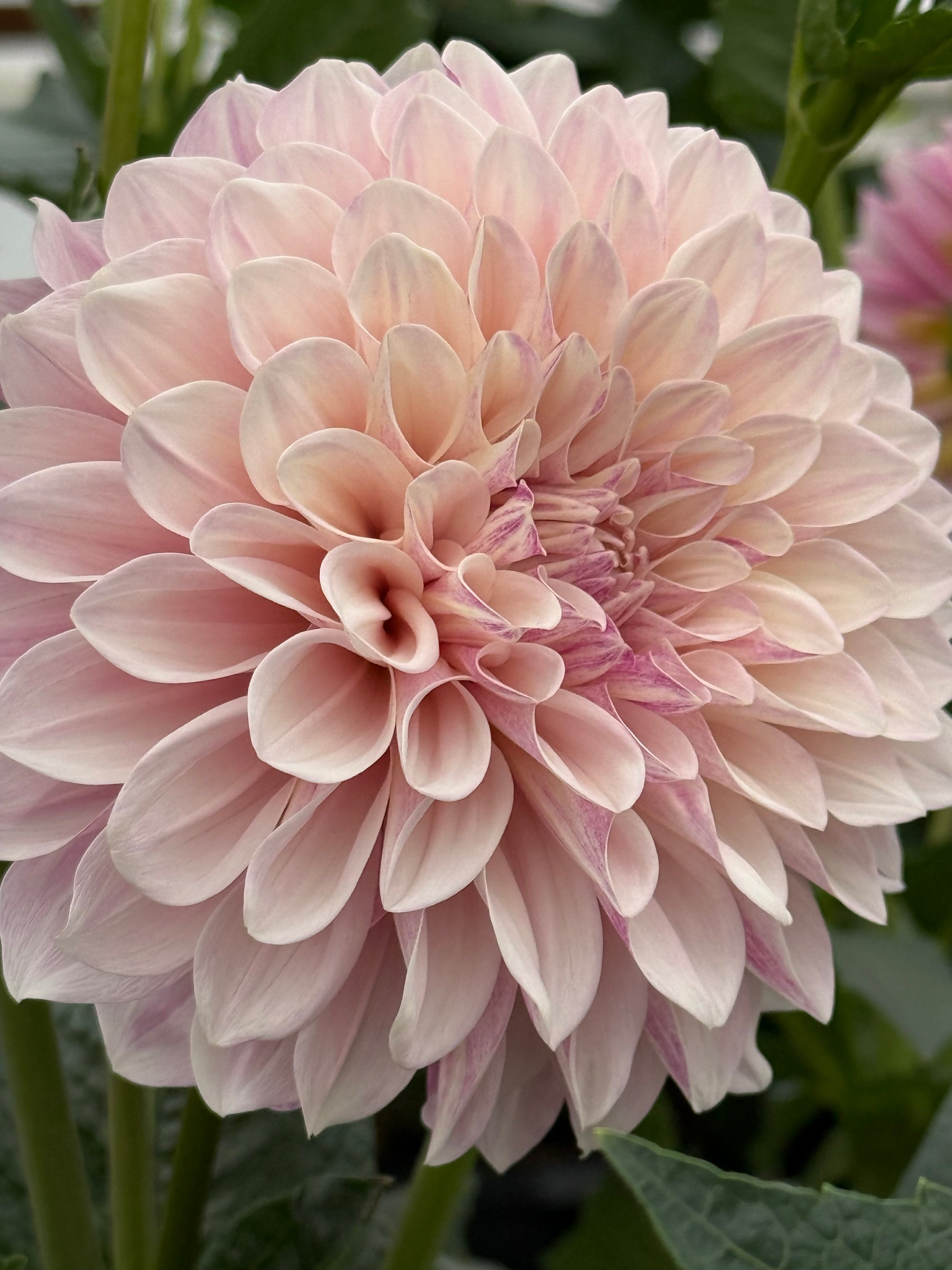 Florelie Antique Dahlia