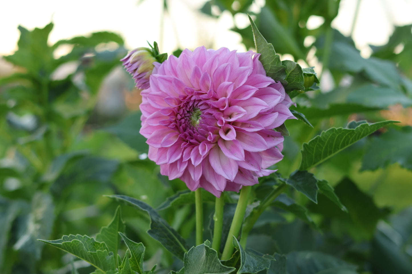 MFF Cotton Candy Dahlia