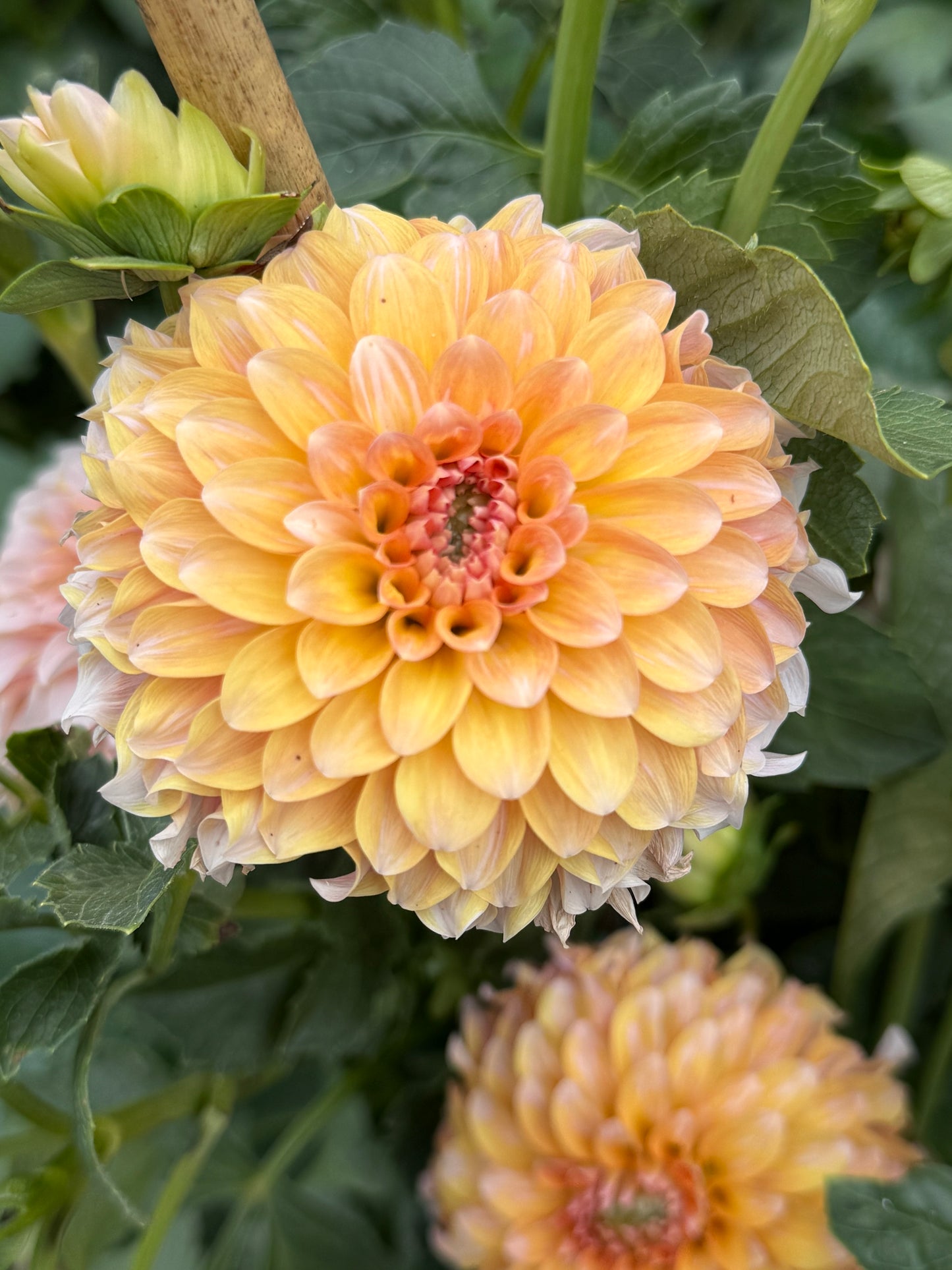 Lee’s Chloe Rooted Cuttings