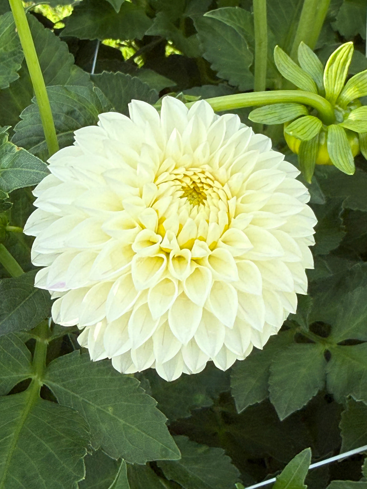 Barbarry Pristine Dahlia