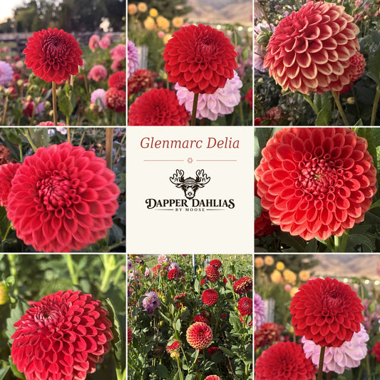 Photo collage of Glenmarc Delia dahlias showing rounded red blooms in close-ups and garden views around a Dapper Dahlias by Moose label.