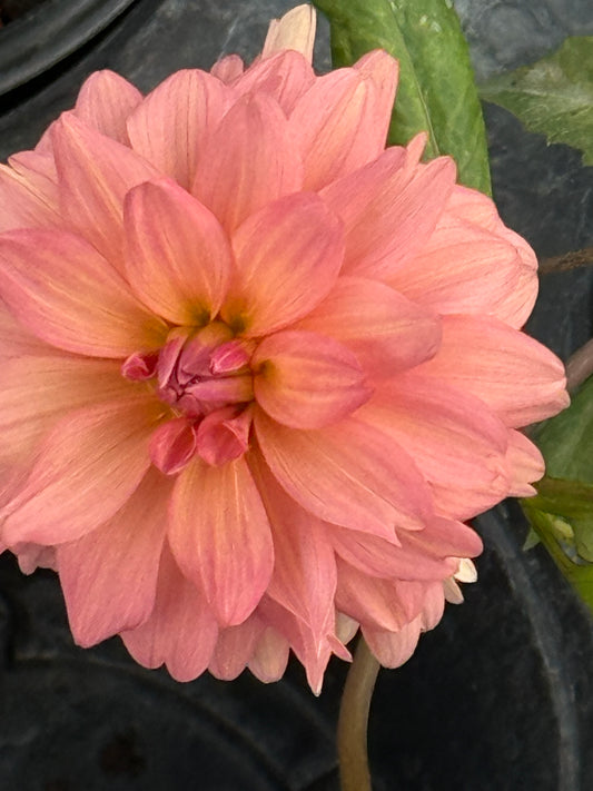 Lee's Fresh Penny Dahlia