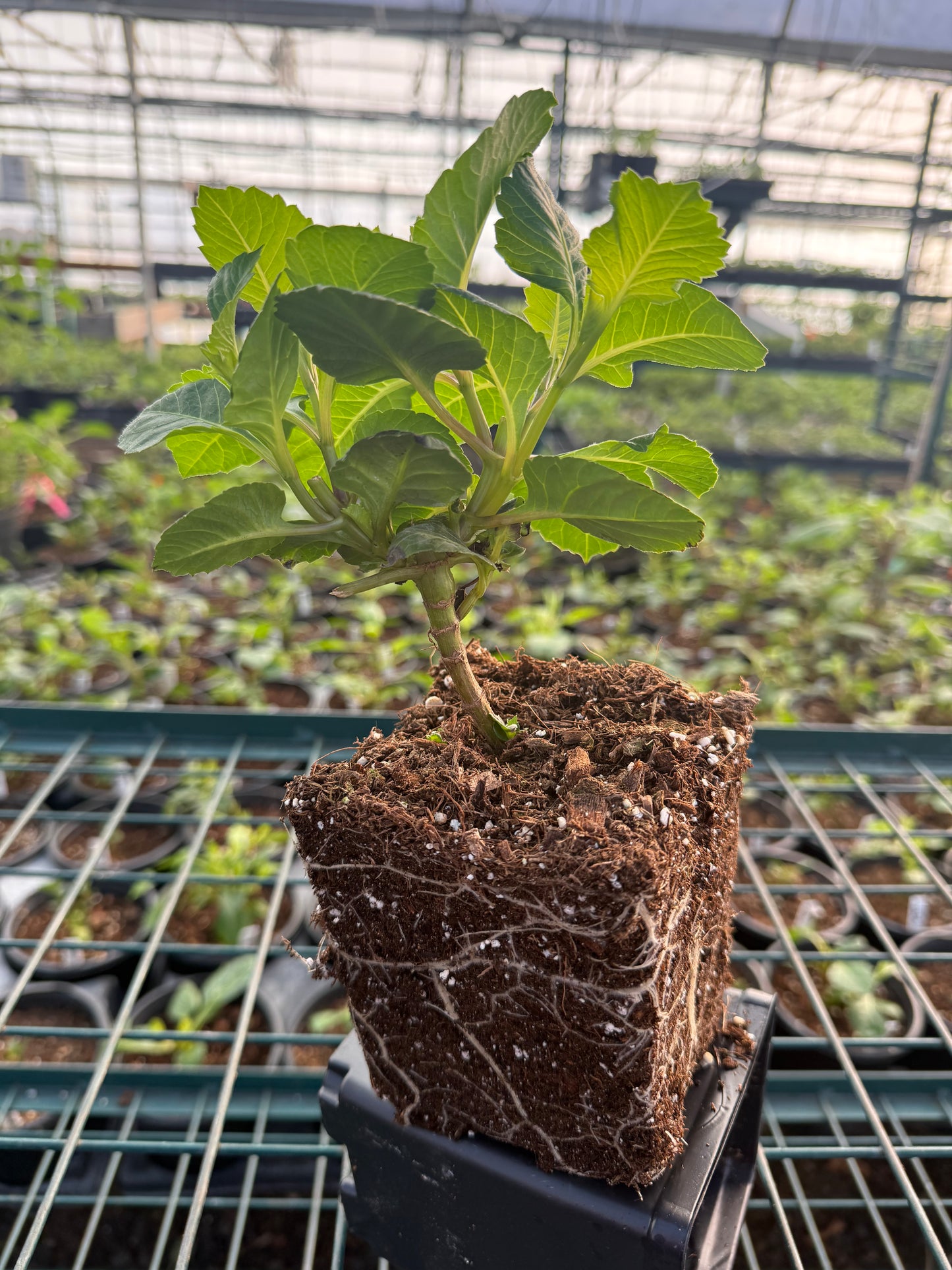 Lee's Pink Grapefruit Grande Quart Shipping March 30 - April 1