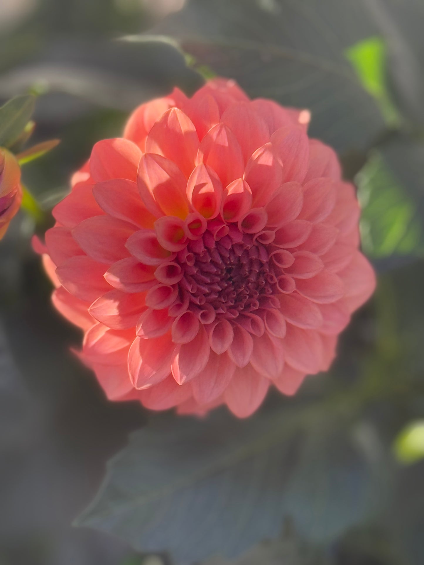 Levi's Blue Smoke Dahlia