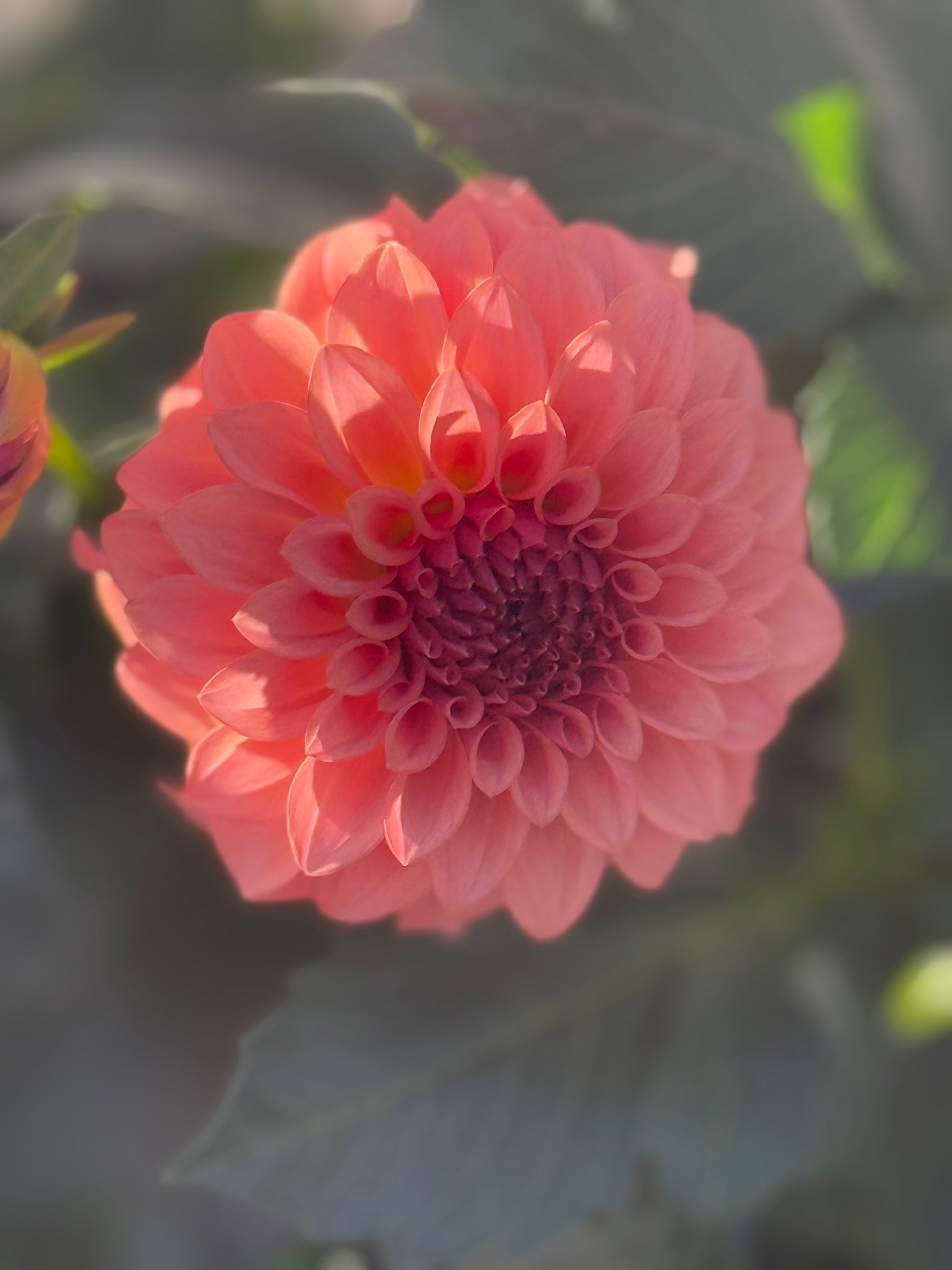 Levi's Blue Smoke Dahlia