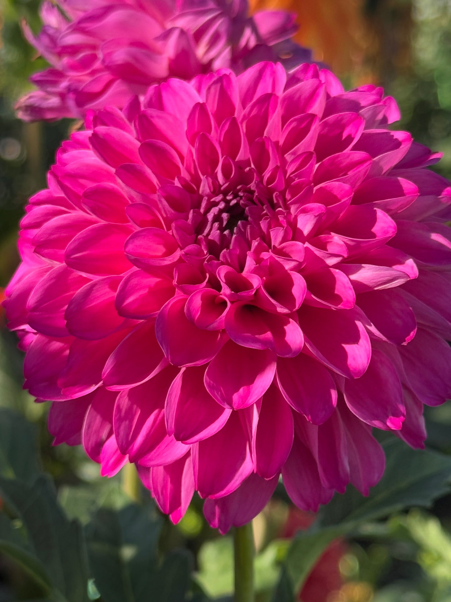 Bloomquist Intrepid Rooted Cuttings