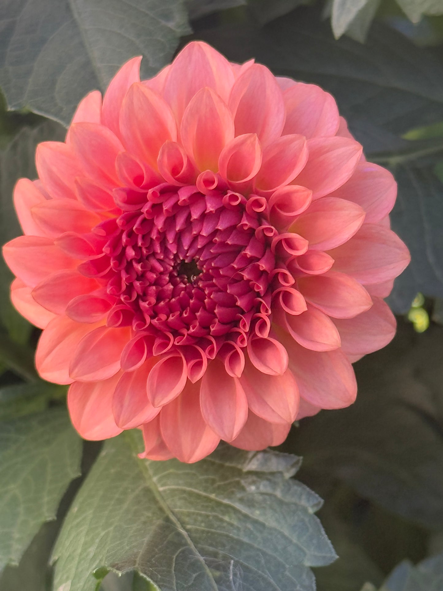 Levi's Blue Smoke Dahlia