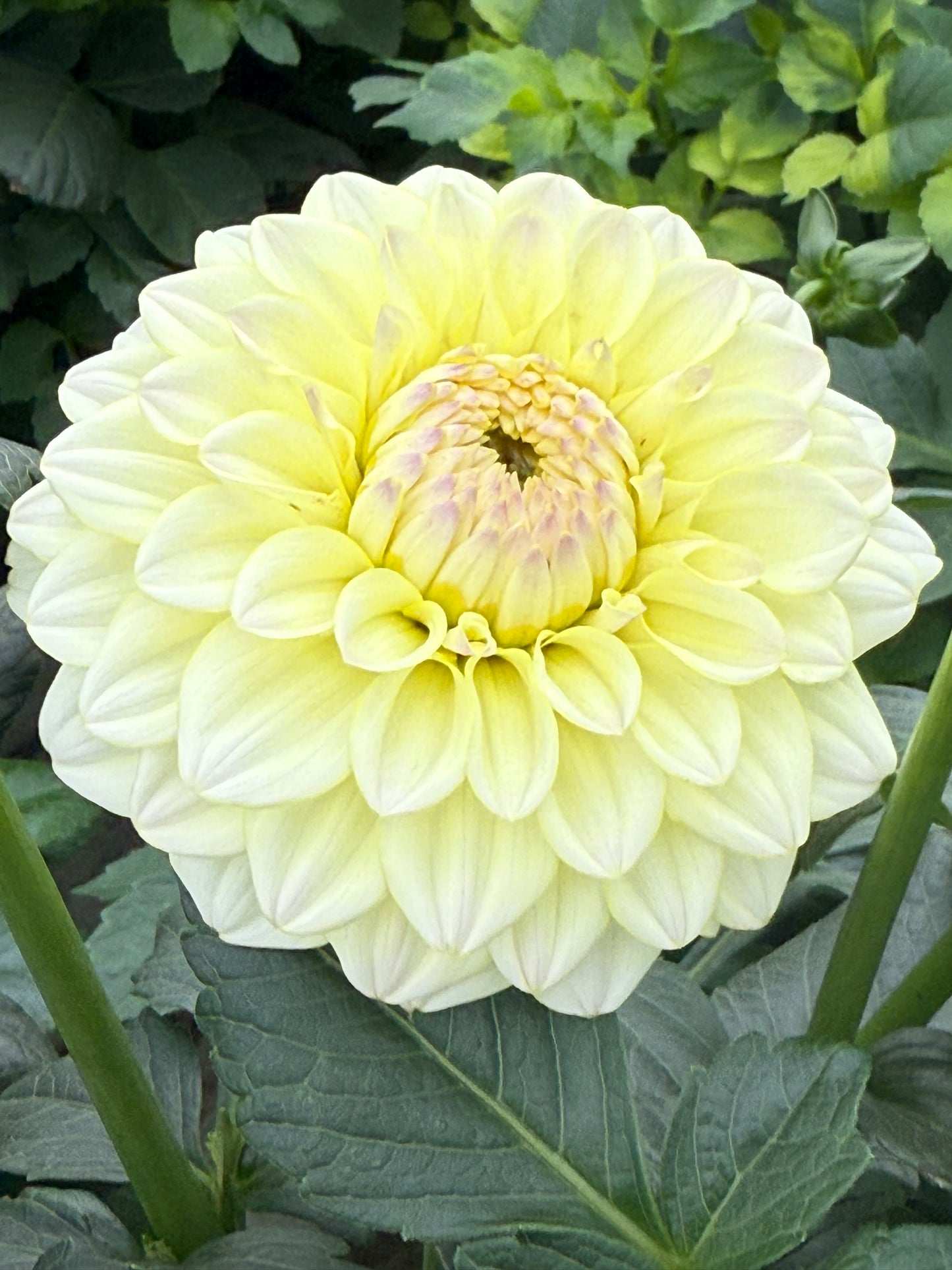 Rinco Dahlia