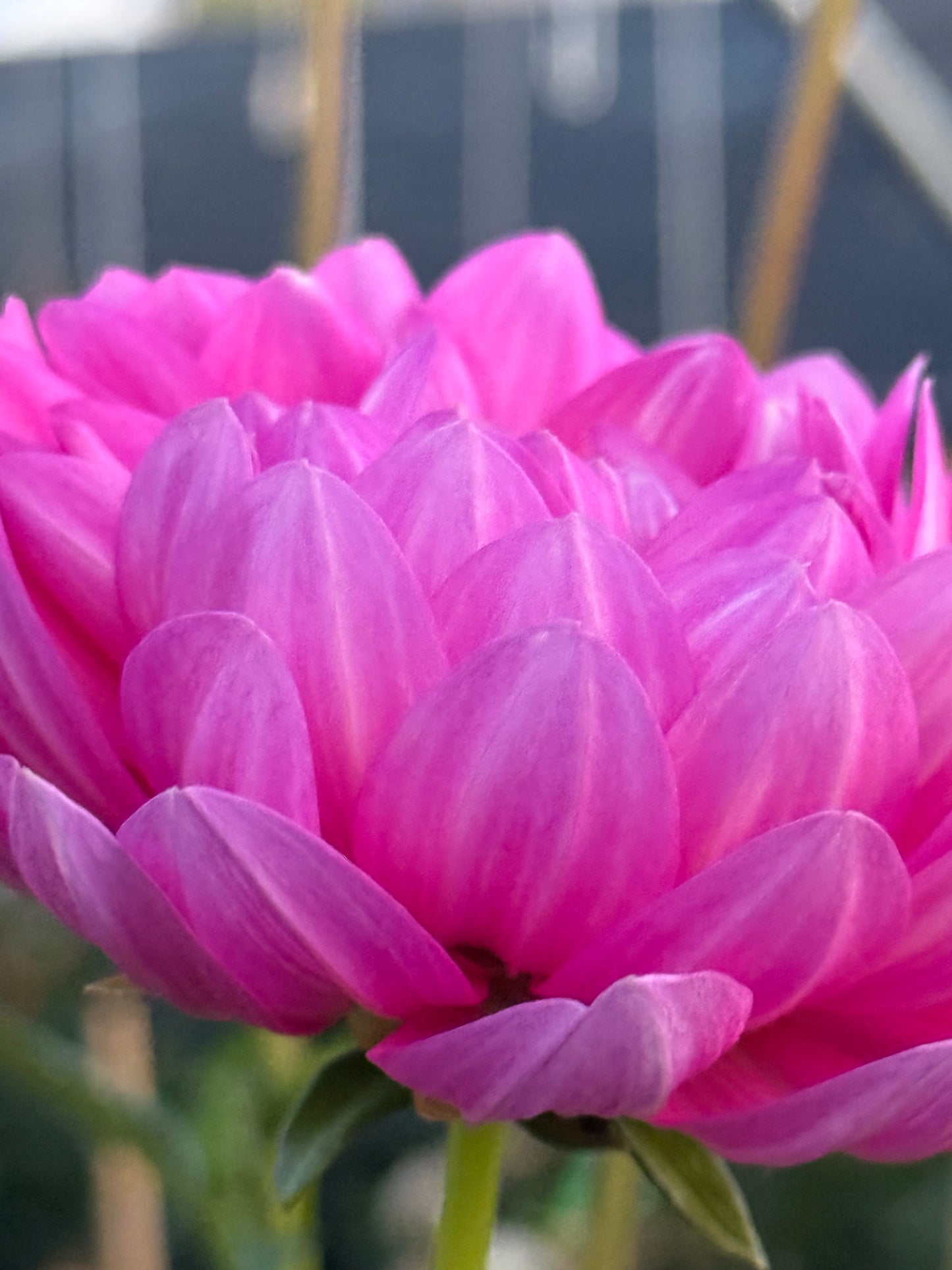 Sandia Cancan Dahlia