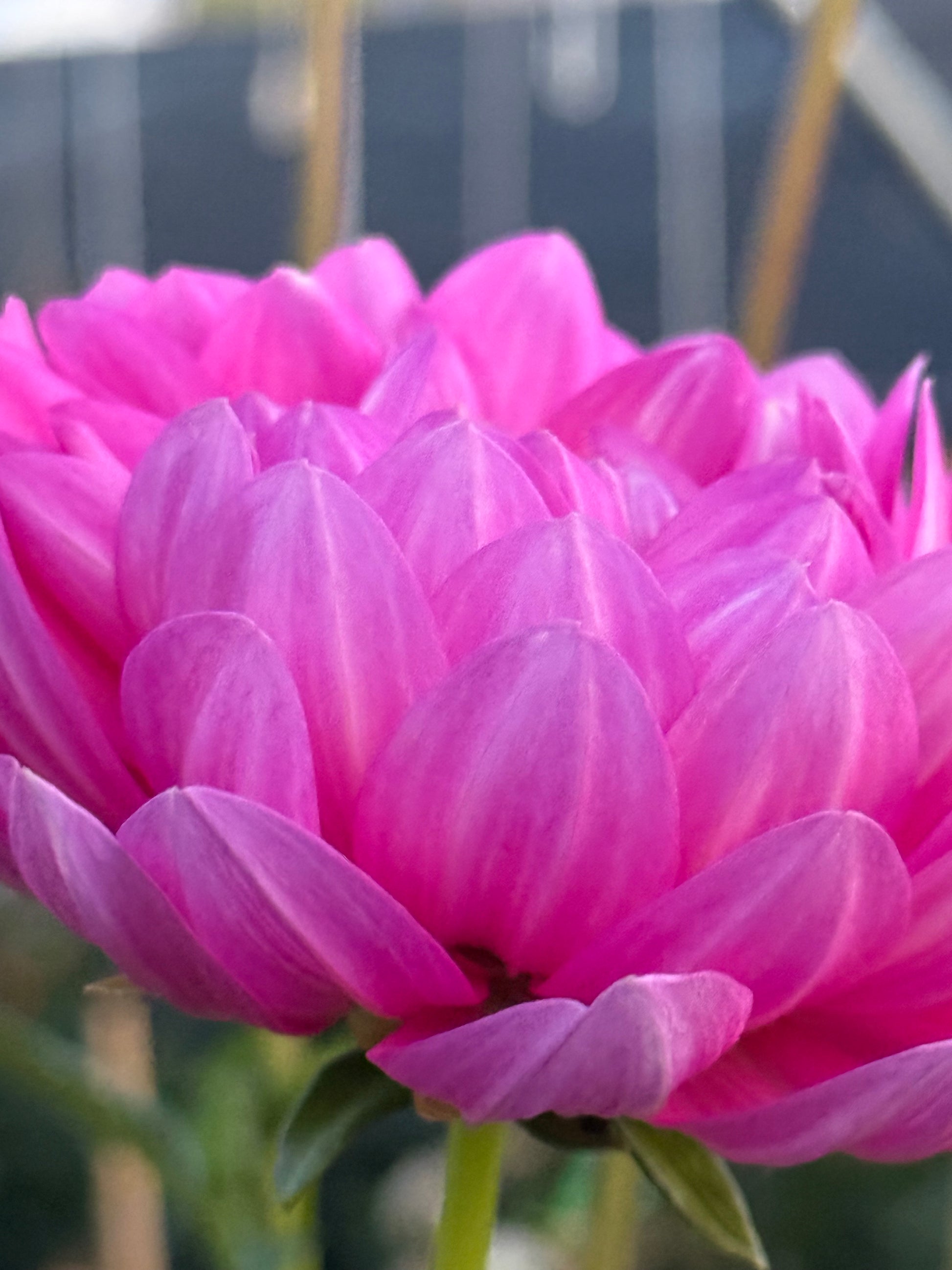 Sandia Cancan Dahlia