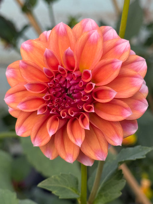 Lee's Serendipity Rooted Cuttings