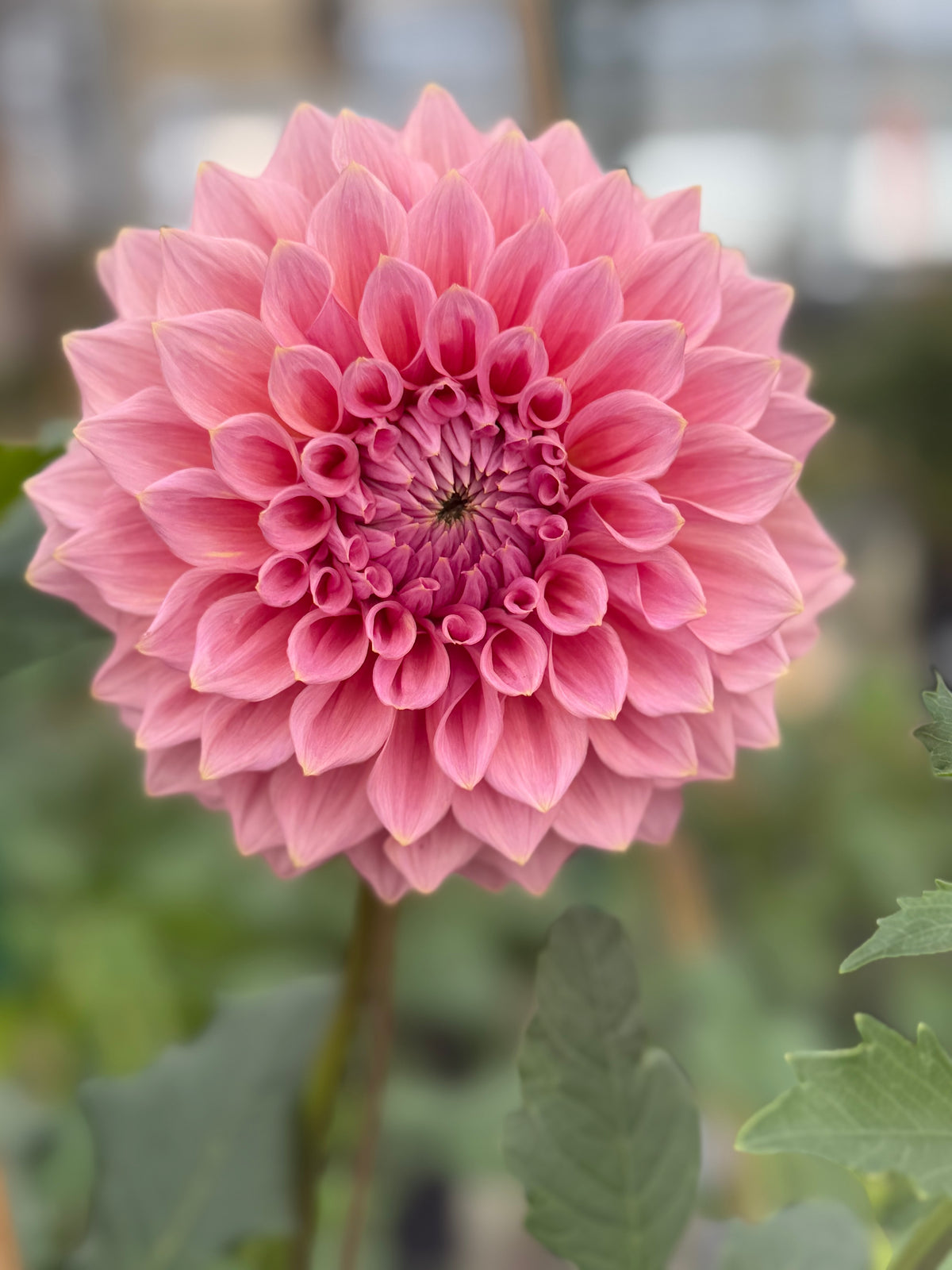 Formby Monarch dahlia facing forward, with layered soft pink petals and a deeper pink curled center above green foliage.