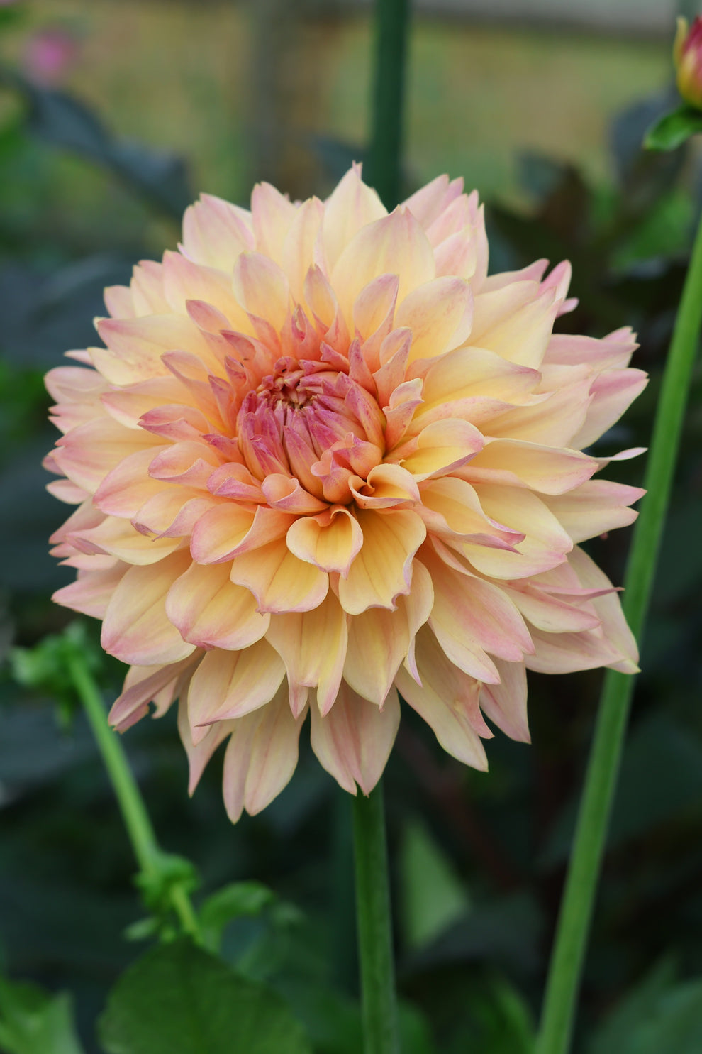 Roga Rooted Cuttings Shipping Apr 1 - May 15 – Dapper Dahlias By Moose