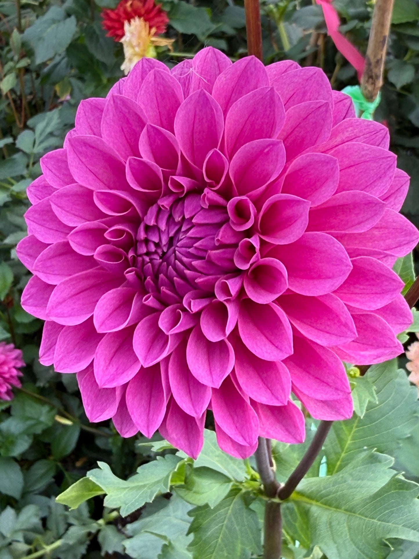 Lee's Flute Loop Lavender Rooted Cuttings