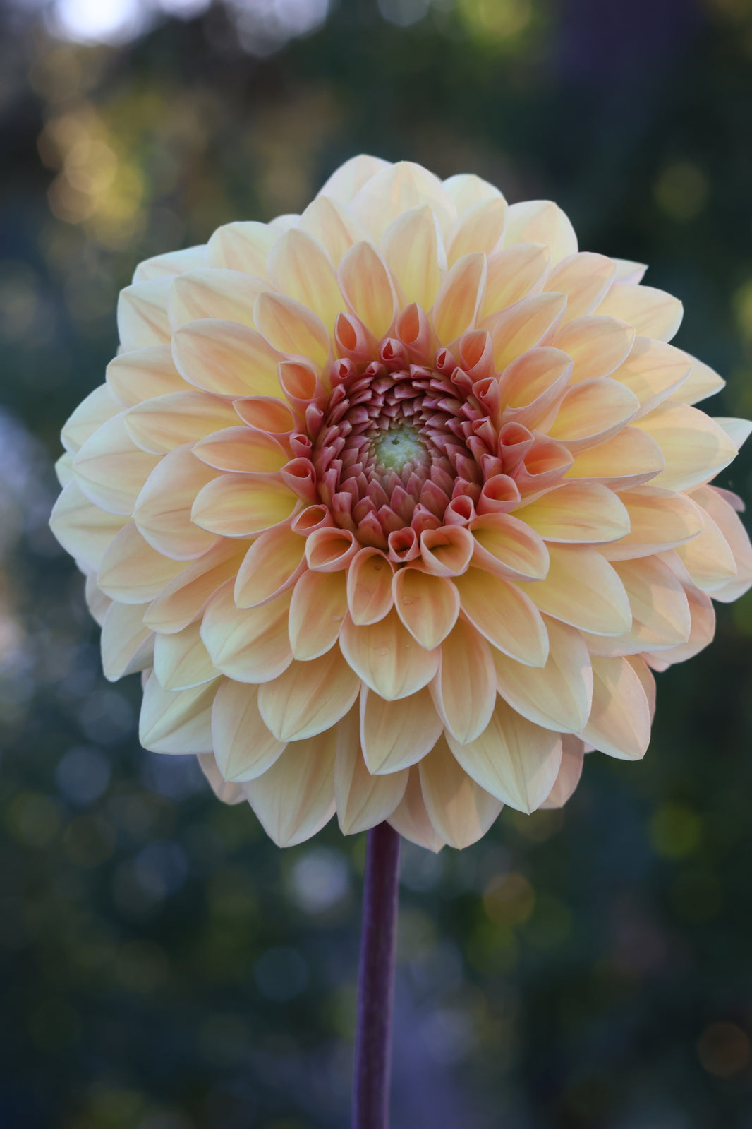 RM Dahlias: Hailey & Mike’s River Merle Originals – Dapper Dahlias By Moose