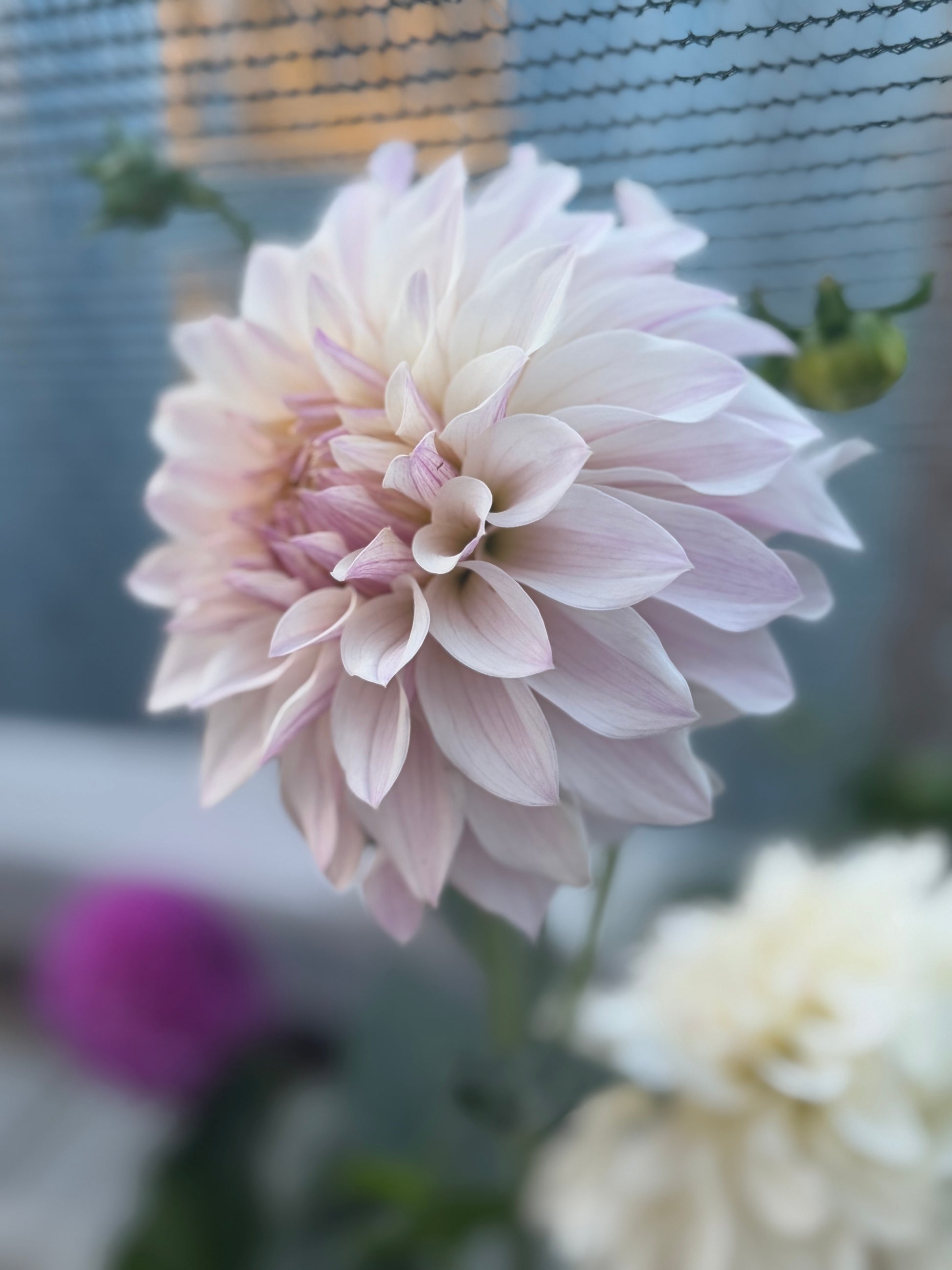Bloomquist Compare Dahlia
