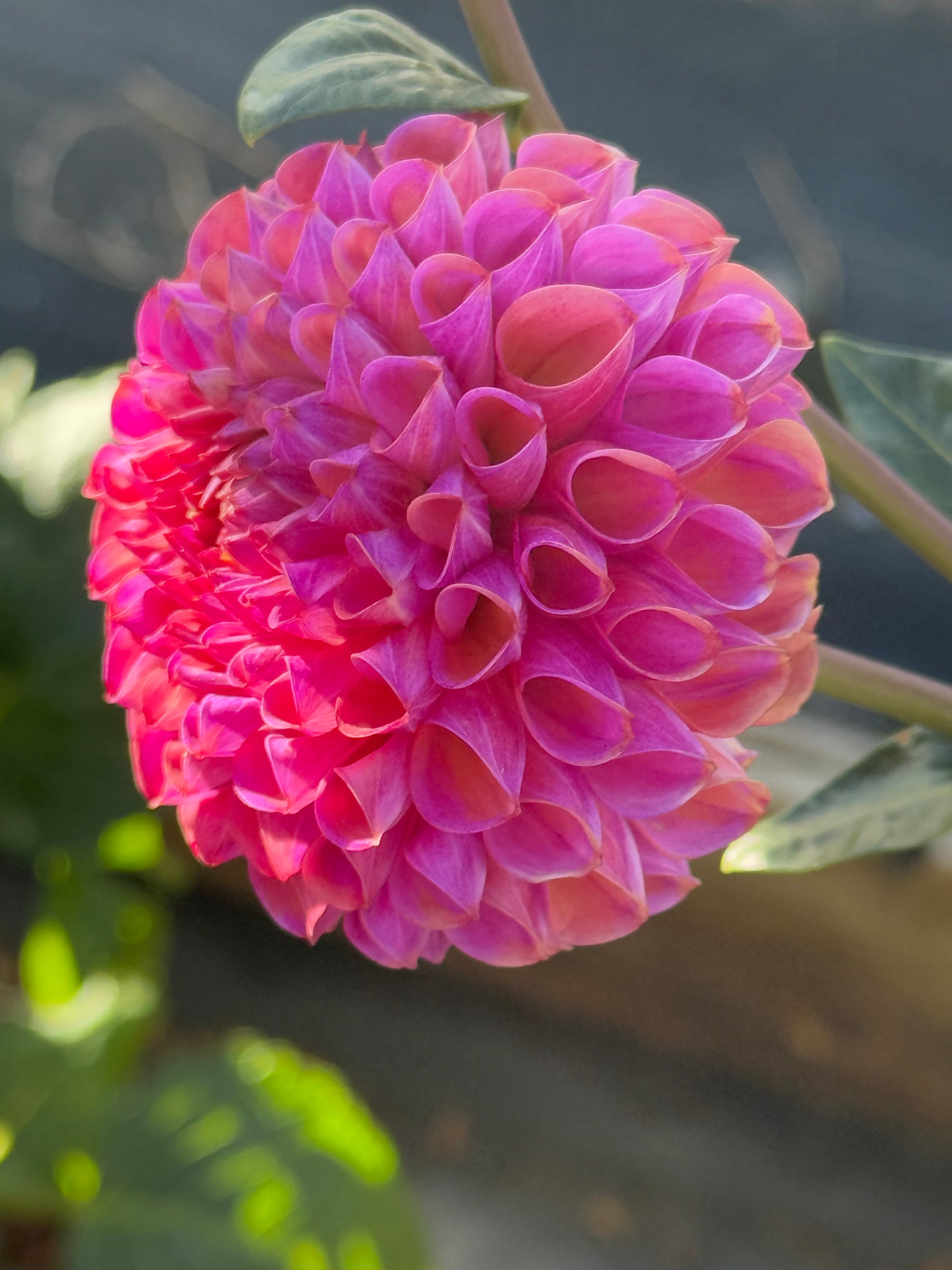 Hapet Coppery Dahlia