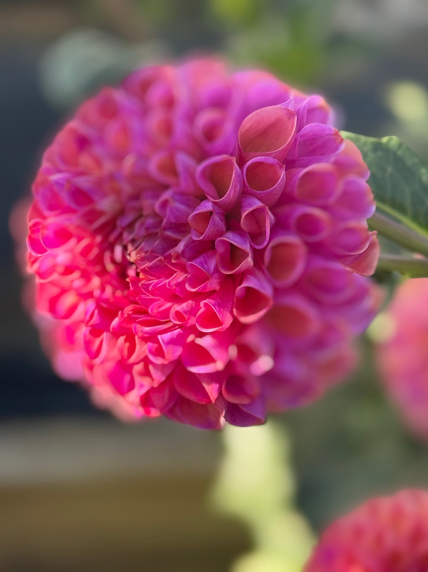 Hapet Coppery Dahlia