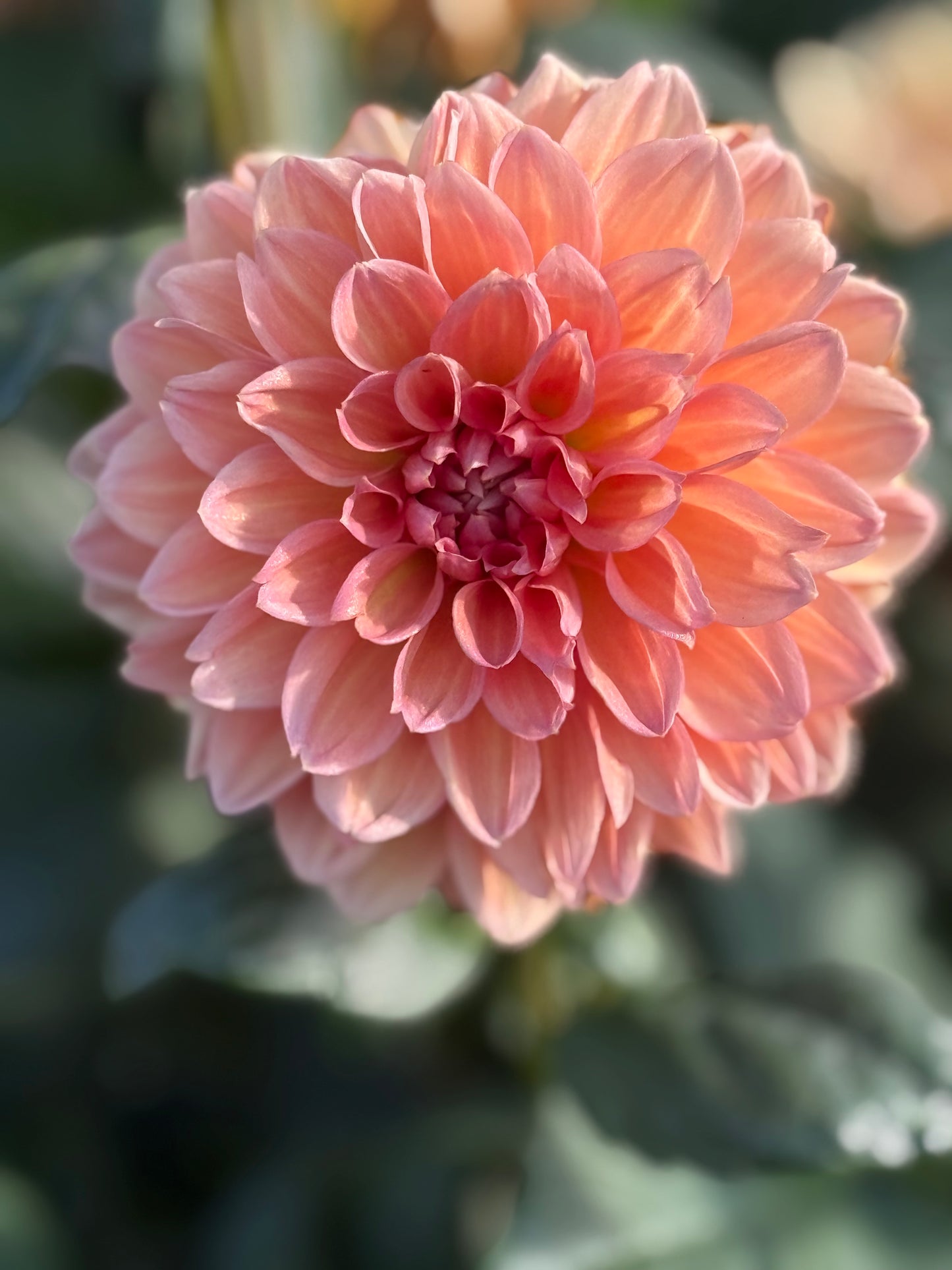 KA’s Sunny Cove Dahlia