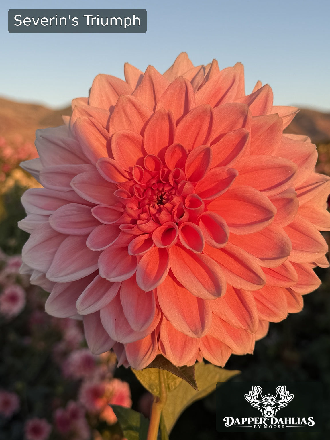 Close-up of a Severin's Triumph dahlia in golden-hour light, showing peach-pink petals and a richly colored center.