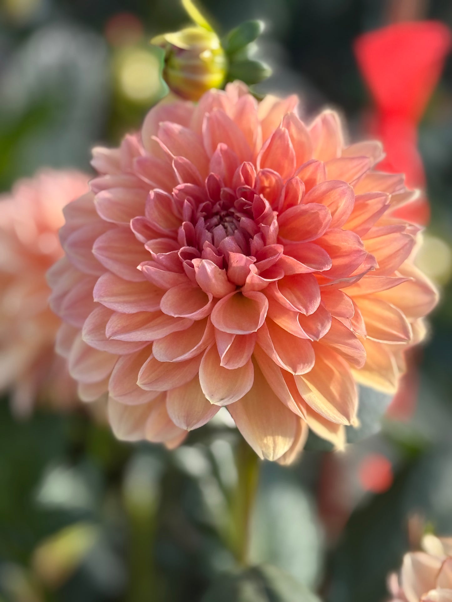 KA’s Sunny Cove Dahlia