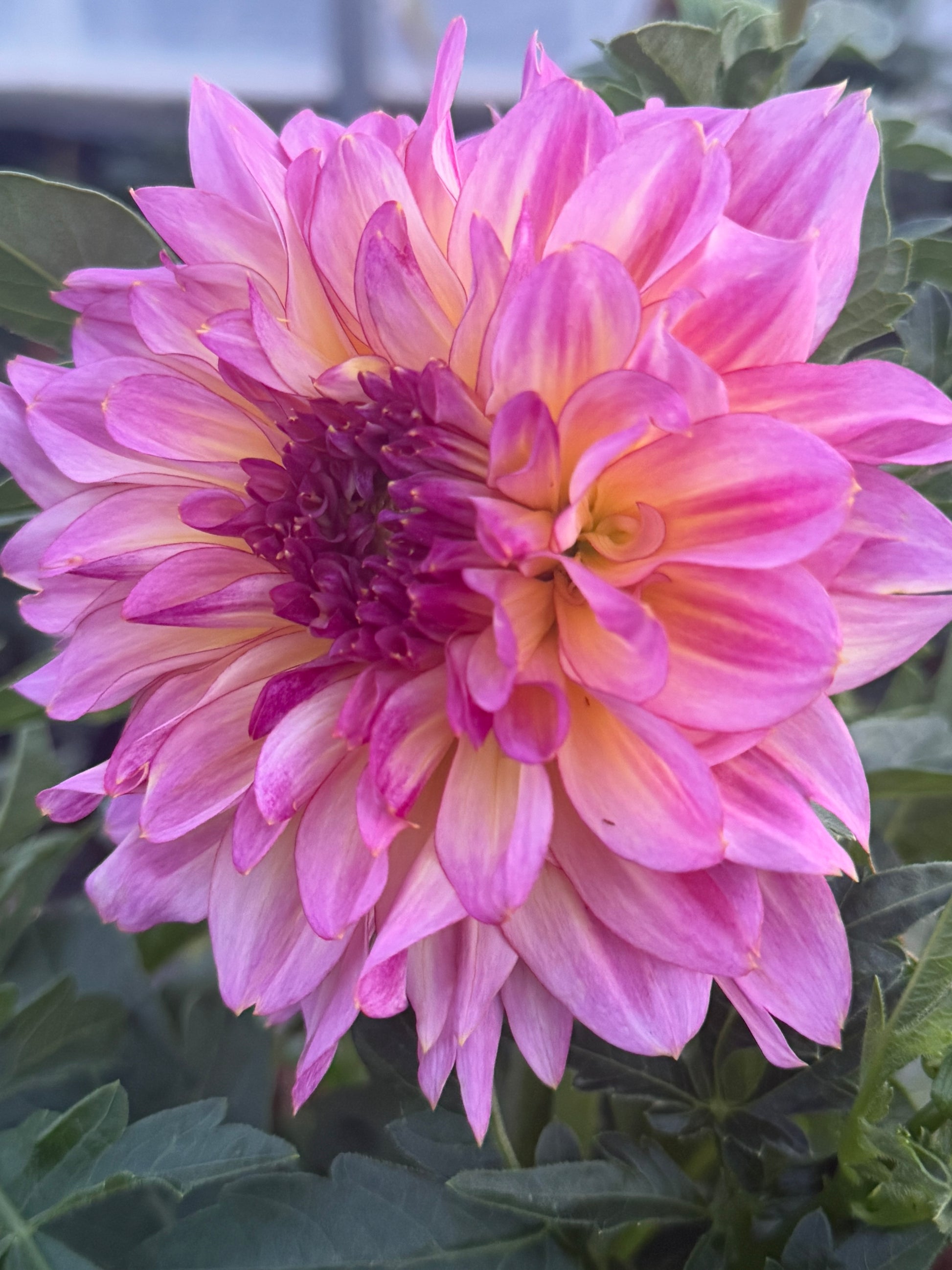 Bloomquist Cool Dahlia