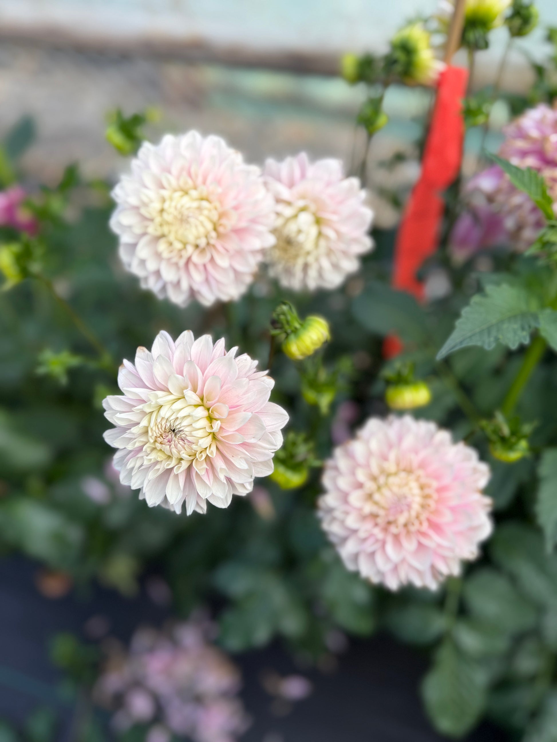 Lee's Swoosie Dahlia