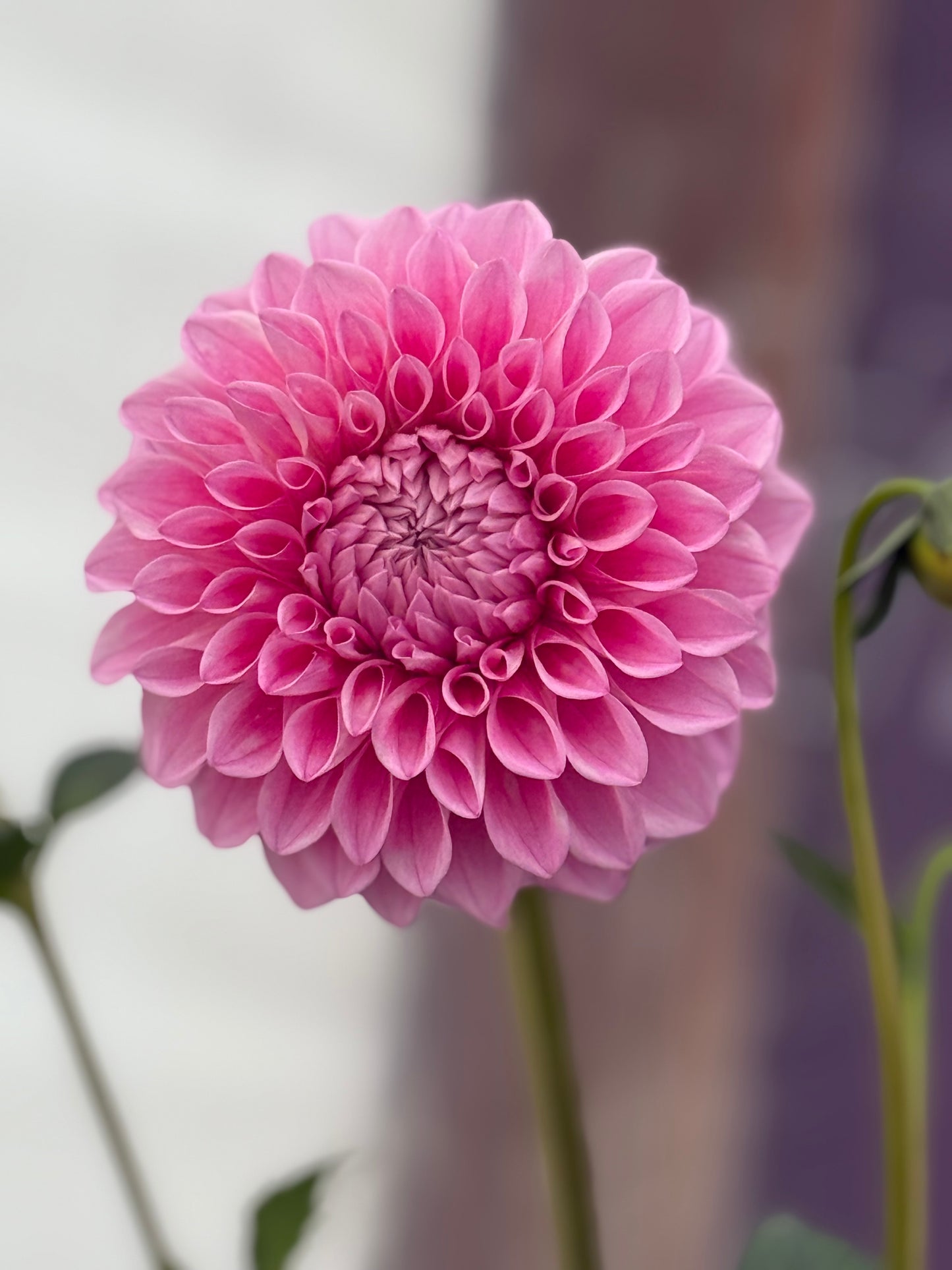 Lee's Hubba Bubba Rooted Cuttings