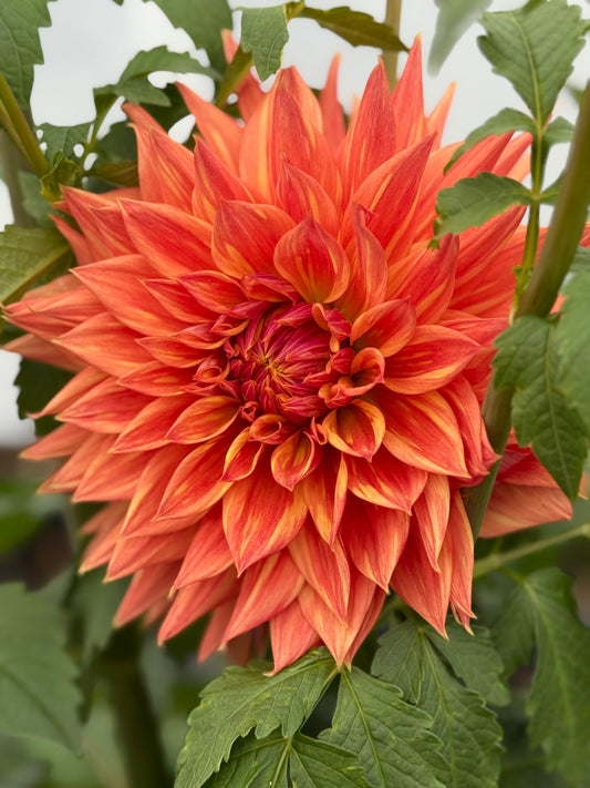 AC Alysia Rooted Cuttings