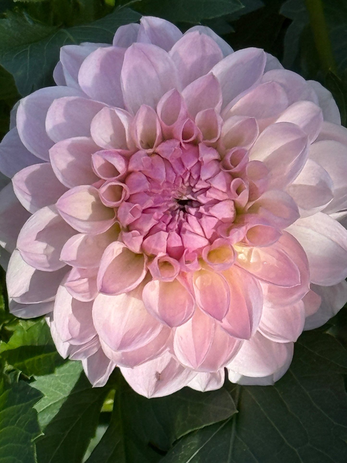 Lee’s Sugar Rush Dahlia